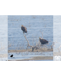 گونه عقاب دریایی دم سفید White tailed Eagle